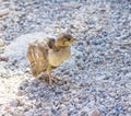 Peacock chick on the rocks Royalty Free Stock Photo