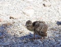 Peacock chick on the rocks Royalty Free Stock Photo