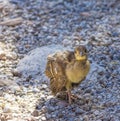 Peacock chick on the rocks Royalty Free Stock Photo