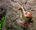 Peacock Chick Royalty Free Stock Photo