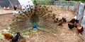 Peacock with chickens Royalty Free Stock Photo