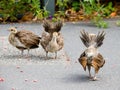 Peacock Chicks Practising Displaying