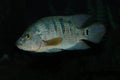 Peacock Cichlid, cichla ocellaris, Adult fish from South America