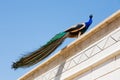 Peacock climbed onto the roof