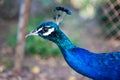 Peacock close up