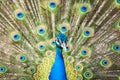 Peacock close up Royalty Free Stock Photo