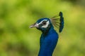 Peacock close up crest Royalty Free Stock Photo