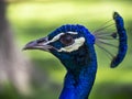 Peacock close up detail Royalty Free Stock Photo