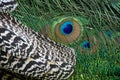 Peacock close up detail Royalty Free Stock Photo