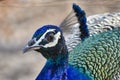 Peacock close up headshot of peacock Royalty Free Stock Photo