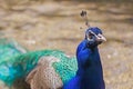 Peacock close up outdoor Royalty Free Stock Photo