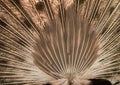 Peacock. Close up of peacock showing its beautiful feathers