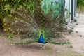 Peacock. Close up of peacock showing its beautiful feathers. Beautiful peacock. male peacock displaying his tail feathers. Spread Royalty Free Stock Photo