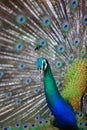 Peacock. Close up of peacock showing its beautiful feathers.Male peacock. Macro peacock in high quality.