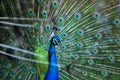 Peacock. Close up of peacock showing its beautiful feathers.Male peacock. Macro peacock in high quality. Royalty Free Stock Photo