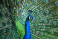 Peacock. Close up of peacock showing its beautiful feathers.Male peacock. Macro peacock in high quality. Royalty Free Stock Photo