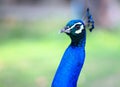 Peacock. Close up of peacock showing its beautiful feathers.Male peacock. Macro peacock in high quality. Royalty Free Stock Photo