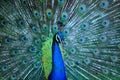 Peacock. Close up of peacock showing its beautiful feathers.Male peacock. Macro peacock in high quality. Royalty Free Stock Photo