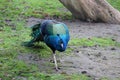 Peacock