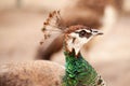 Peacock close-up portrait. Macro. Royalty Free Stock Photo