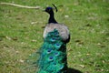 Peacock close up