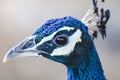 Peacock with close up shots, sharp eyes Royalty Free Stock Photo