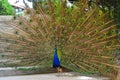 Peacock. Close up of peacock showing its beautiful feathers. male peacock displaying his tail feathers Royalty Free Stock Photo