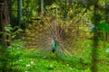 Peacock. Close up of peacock showing its beautiful feathers. Beautiful peacock. male peacock displaying his tail feathers. Spread Royalty Free Stock Photo