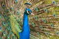 Peacock Royalty Free Stock Photo