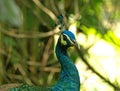 Peacock closeup half profile Royalty Free Stock Photo