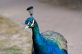 Peacock closeup