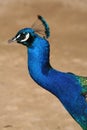 Peacock Closeup Profile Royalty Free Stock Photo