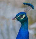 Peacock closeup Royalty Free Stock Photo