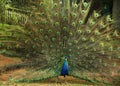 Peacock colorful display full tail show