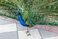 Peacock with colorful open feathers Royalty Free Stock Photo