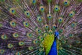 Peacock Colorful Spread Tail Fan Impressive Bird