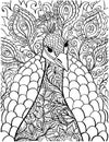 Peacock coloring book page. Antistress coloring pages for adults Royalty Free Stock Photo