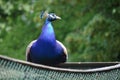 Peacock Royalty Free Stock Photo