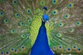 Peacock in courtship