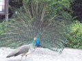 Peacock courtship in the zoo.