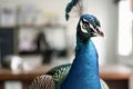 A peacock in creative studio space adorned in stylish business attire representing confidence and showmanship Royalty Free Stock Photo