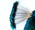 Peacock crest feathers close up shot isolated on white Royalty Free Stock Photo