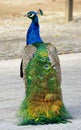 Peacock in Cristal Palace gardens Royalty Free Stock Photo