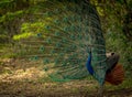 Peacock dancing - feathers fully displayed