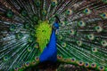 Peacock is dancing in the forest Royalty Free Stock Photo