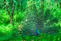Peacock dancing in the middle of trees in a forest. This mating Royalty Free Stock Photo