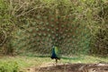 Peacock dancing, Pavo cristatus, Bandipur National Park, Karnataka, India Royalty Free Stock Photo