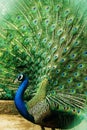Peacock dancing, beautiful peacock photography