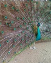 PEACOCK IS DANCING IN RAIN