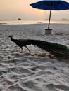 The peacock is dancing on the red horizon of the sunset on the sea shore Royalty Free Stock Photo